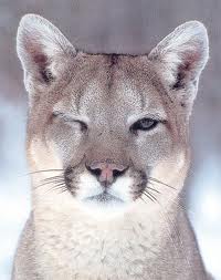 what is considered a cougar